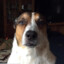 coopdogg