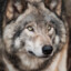 THE WOLF