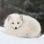 Arctic Fox