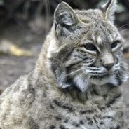 Bobcat