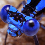 insecteye - steam id 76561197960469961