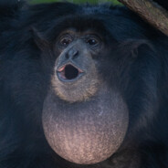 Monkey - steam id 76561197960513466