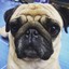 MOPS