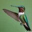 colibri