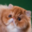 fluff