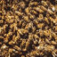A thousand bees
