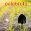 Palabrota