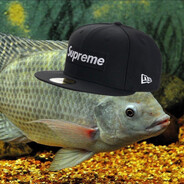 Medium Sized Tilapia