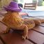 Lizard with Hat