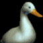 ducks to be ducks