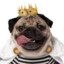 King Pug III