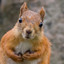 NuttySquirrel