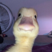 Барабидджамбо