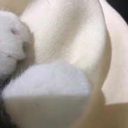 正义的化身光明的使者跳舞城的王