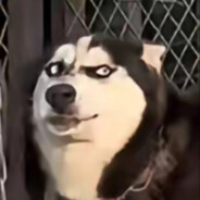 郁金香没我的阴金香