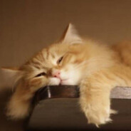 扶一把别扶机吧