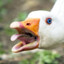 Abnormally Aggressive Goose