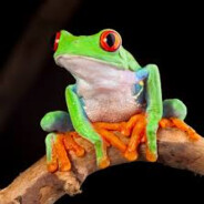 Frog's avatar