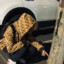 王多鱼关门弟子