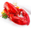 Lobster52
