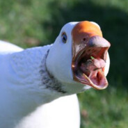 Goose