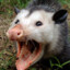 Opossum M