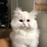 ЧуВаТаРоЧкА