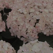 帝国的小废物！