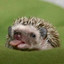 Igel