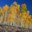 Quaking Aspen