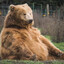 Grizzly