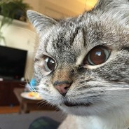 耀武扬威霸气晴控