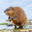 Muskrat