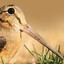 American Woodcock