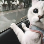 刘小花一块二毛八