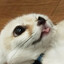 Чмоня