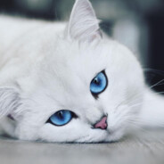 No Name