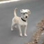 Adalberto, un perro con lentes