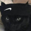 GATO CUBA