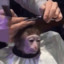 funky_monkey