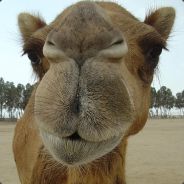 TOMMEH!! - steam id 76561197971707505