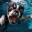 Dogs.Underwater