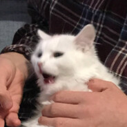 karakura - steam id 76561199435718668