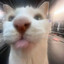 gaff_fr