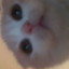pepe