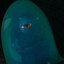 Zorge