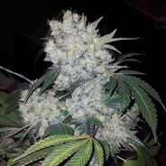 WhiteWIDOW avatar