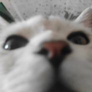 若花怨蝶你会怨着谁