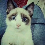 为什么不问问神奇海螺