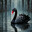 black_swan